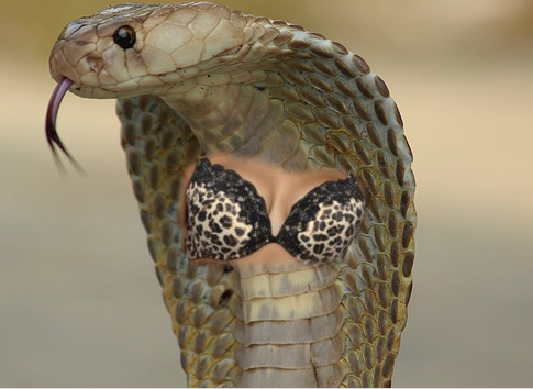 Sexy snake