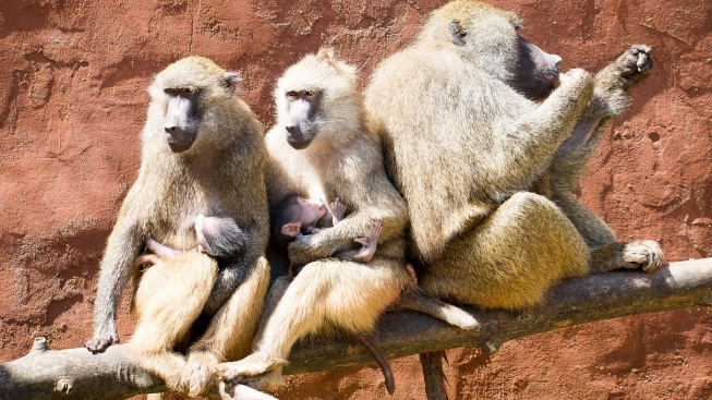 Aktivisti proti usmrtitvi paviánov v živalskem vrtu v Nürnbergu