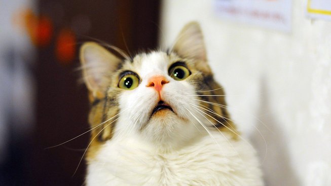 scared-surprised-cat-face