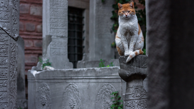 Domestikace koček: Jak se z divoké šelmy stal náš mazel?