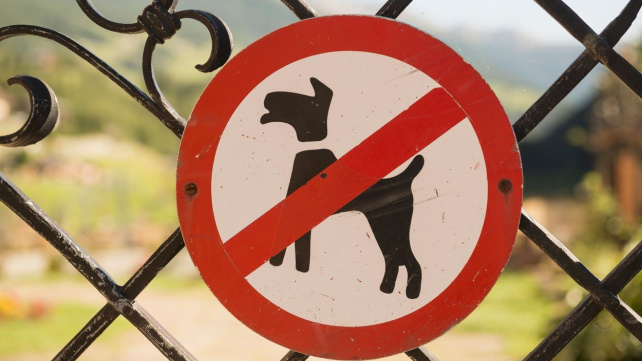 Jak si sehnat pronájem, když máte psa nebo kočku