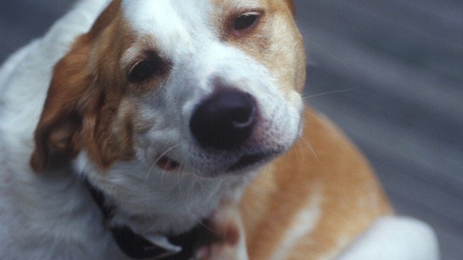 Mýty, které škodí: Neničte psům život pro nic za nic