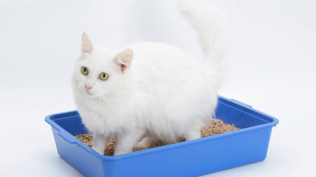 Zánět močových cest: Velké a nebezpečné trápení koček a kocourů