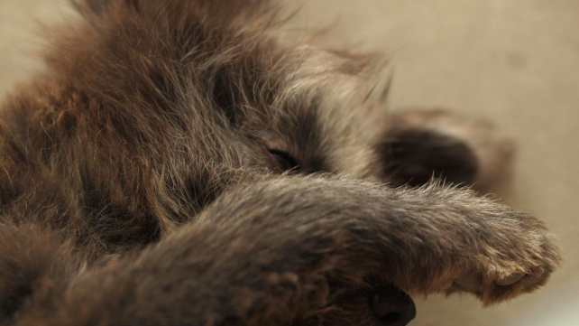 Proč psi jedí exkrementy?