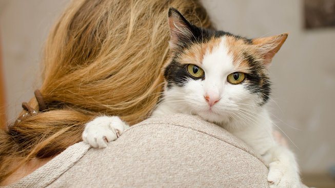 Pravda o kočkách: Chovatel jim rozhodně není lhostejný