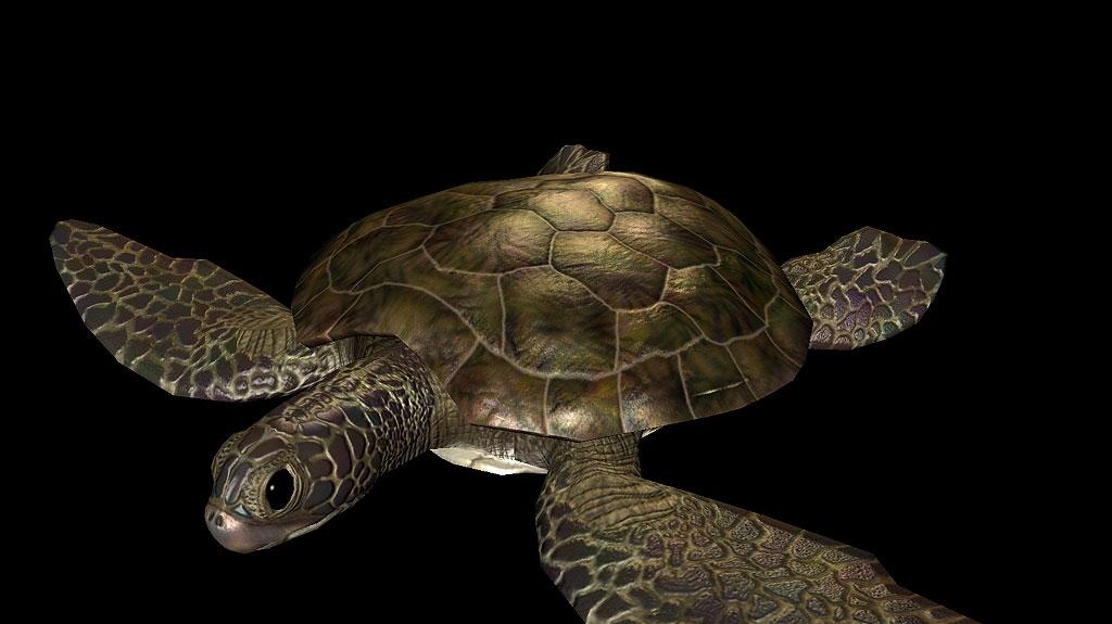 Conan, The Sims 2, EverQuest II