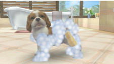 Nintendogs + cats