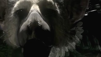 Chytré zvířátko z The Last Guardian