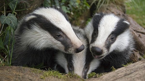 Nezávislý Shelter vás vtělí do matky jezevčice