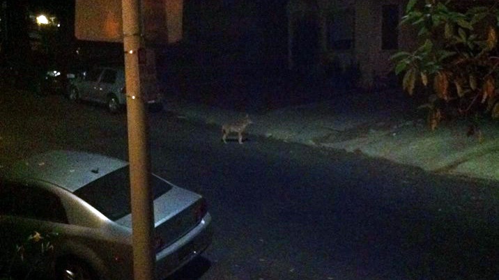 Blogy z LA: Los Angeles Jungle