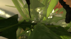 Ant Simulator