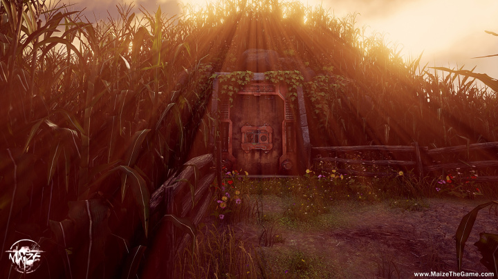Maize