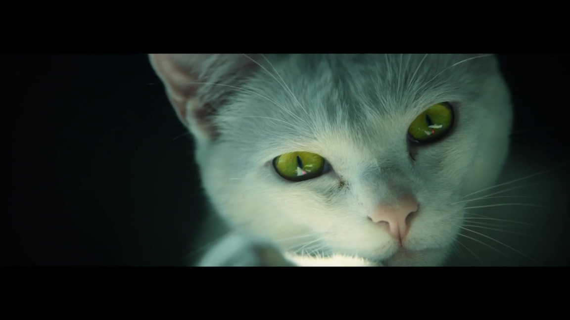 Trailer na Ghost Recon Wildlands pojednává o zvědavé kočce honící laserový zaměřovač