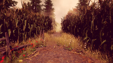 Maize