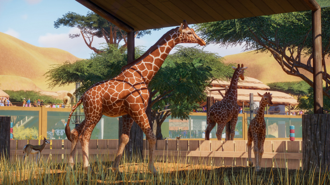 Planet Zoo má i ty nejmenší detaily – žirafy střihají ušima a kopou do vlastních bobků