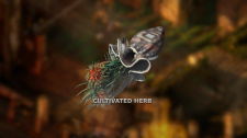 Beautiful Desolation