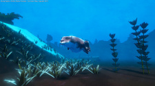 Among Ripples: Shallow Waters