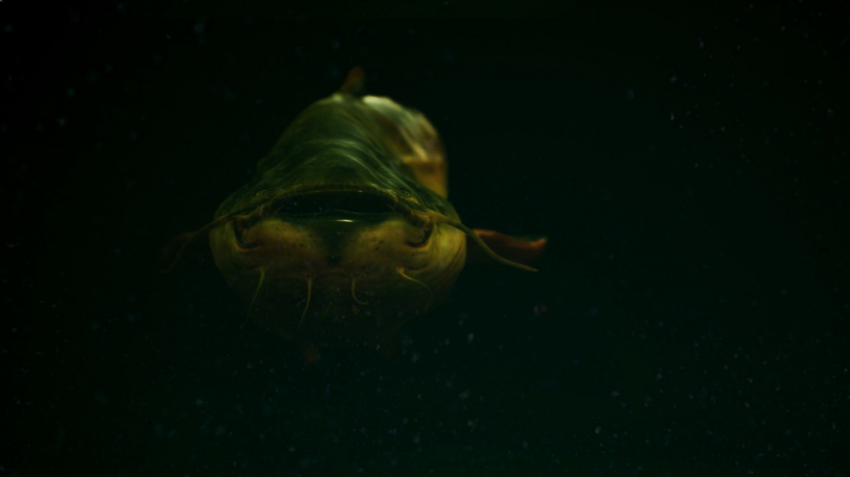 The Catch: Carp & Coarse