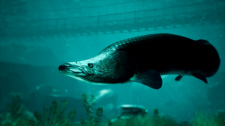The Catch: Carp &amp; Coarse