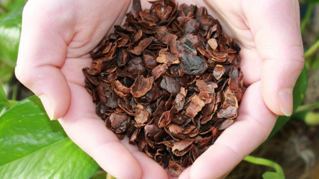 cascara