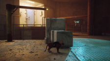 Stray