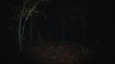 Paranormal Tales
