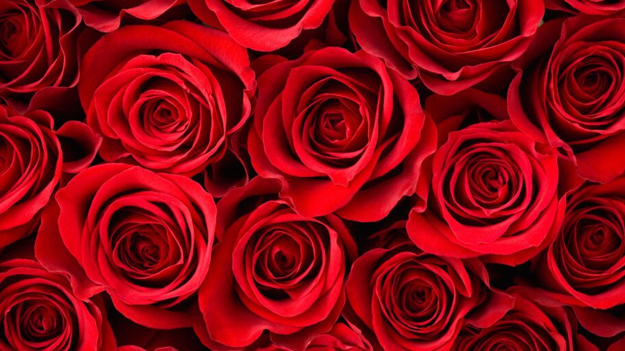 Užitočné rady o pestovaní ruží, ako najobľúbenejších kvetov na celom svete