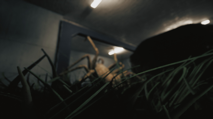 Huntsman