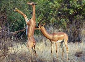 Antilopa žirafí