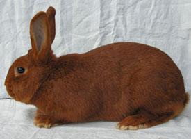 Český červený králík