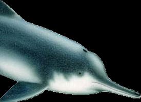 Delfínovec čínský