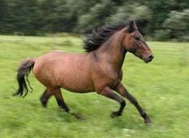 Huculský kůň