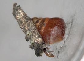 Hyposmocoma molluscivora