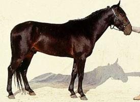 Kabardinský kůň