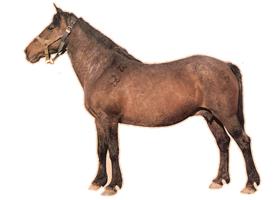 Kazašský kůň