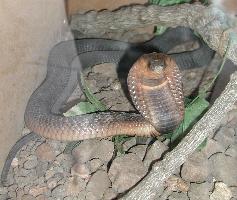 Kobra egyptská