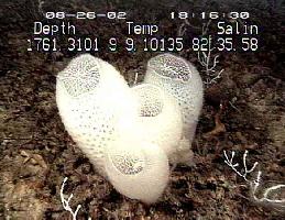 Křemité houby