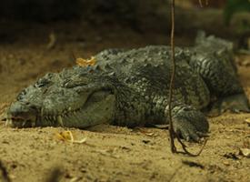 Krokodýl Moreletův