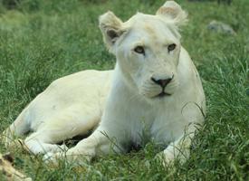 Lev jihoafrický