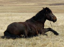 Mongolský kůň