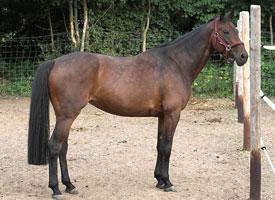 Oldenburský kůň