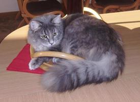 Sibiřská kočka