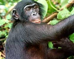 Šimpanz bonobo