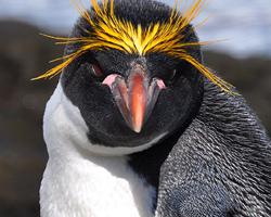 Tučňák žlutorohý