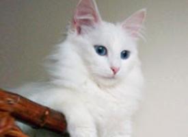Turecká Angorská kočka