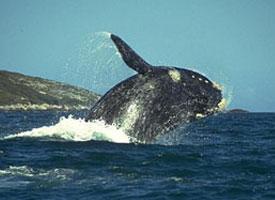 Velryba černá