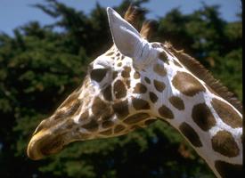 Žirafa núbijská