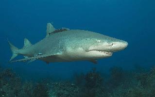 Žralok citronový