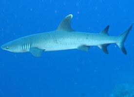 Žralok lagunový