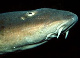 Žralůček perský